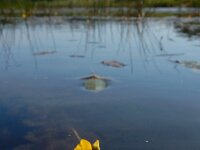 Utricularia australis 30, Loos blaasjeskruid, Saxifraga-Ed Stikvoort