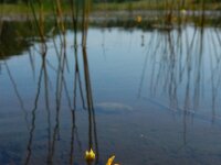 Utricularia australis 31, Loos blaasjeskruid, Saxifraga-Ed Stikvoort