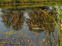 Utricularia australis 33, Loos blaasjeskruid, Saxifraga-Ed Stikvoort