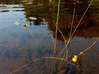 Utricularia australis 34, Loos blaasjeskruid, Saxifraga-Ed Stikvoort