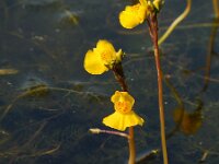 Utricularia australis 35, Loos blaasjeskruid, Saxifraga-Ed Stikvoort