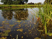 Utricularia australis 36, Loos blaasjeskruid, Saxifraga-Ed Stikvoort