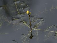 Utricularia australis 38, Loos blaasjeskruid, Saxifraga-Willem van Kruijsbergen
