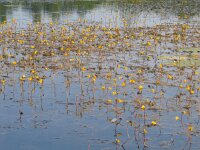 Utricularia australis 4, Loos blaasjeskruid, Saxifraga-Jasenka Topic