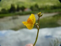 Utricularia australis 5, Loos blaasjeskruid, Saxifraga-Jasenka Topic