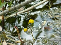 Utricularia australis 6, Loos blaasjeskruid, Saxifraga-Jasenka Topic