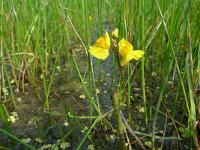 Utricularia australis 7, Loos blaasjeskruid, Saxifraga-Mark Zekhuis