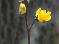 Utricularia vulgaris 1, Groot blaasjeskruid, Saxifraga-Edo van Uchelen