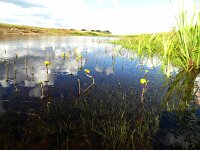 Utricularia vulgaris 2, Groot blaasjeskruid, Saxifraga-Mark Zekhuis