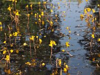 Utricularia vulgaris 3, Groot blaasjeskruid, Saxifraga-Hans Dekker