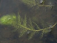 Utricularia vulgaris 5, Groot blaasjeskruid, Saxifraga-Willem van Kruijsbergen