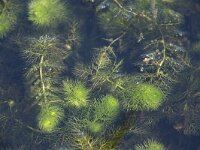 Utricularia vulgaris 7, Groot blaasjeskruid, Saxifraga-Willem van Kruijsbergen