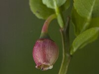 Vaccinium myrtillus 10, Blauwe bosbes, Saxifraga-Jan van der Straaten