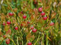 Vaccinium myrtillus 11, Blauwe bosbes, Saxifraga-Willem van Kruijsbergen