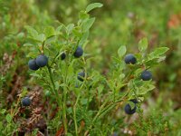 Vaccinium myrtillus 12, Blauwe bosbes, Saxifraga-Willem van Kruijsbergen