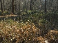 Vaccinium myrtillus 15, Blauwe bosbes, Saxifraga-Jan van der Straaten