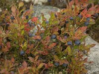 Vaccinium myrtillus 16, Blauwe bosbes, Saxifraga-Willem van Kruijsbergen