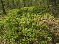 Vaccinium myrtillus 17, Blauwe bosbes, Saxifraga-Jan van der Straaten