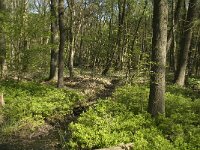 Vaccinium myrtillus 18, Blauwe bosbes, Saxifraga-Jan van der Straaten