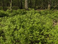 Vaccinium myrtillus 19, Blauwe bosbes, Saxifraga-Jan van der Straaten