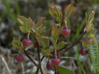 Vaccinium myrtillus 2, Blauwe bosbes, Saxifraga-Willem van Kruijsbergen