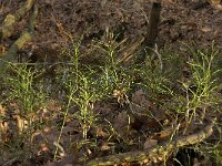 Vaccinium myrtillus 20, Blauwe bosbes, Saxifraga-Jan van der Straaten