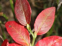 Vaccinium myrtillus 22, Blauwe bosbes, Saxifraga-Rutger Barendse