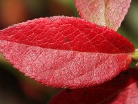 Vaccinium myrtillus 23, Blauwe bosbes, Saxifraga-Rutger Barendse