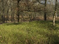 Vaccinium myrtillus 25, Blauwe bosbes, Saxifraga-Marijke Verhagen