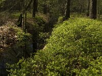 Vaccinium myrtillus 26, Blauwe bosbes, Saxifraga-Jan van der Straaten