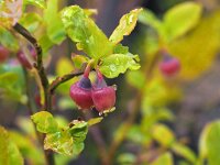 Vaccinium myrtillus 27, Blauwe bosbes, Saxifraga-Hans Dekker