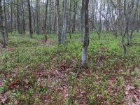 Vaccinium myrtillus 28, Blauwe bosbes, Saxifraga-Rutger Barendse