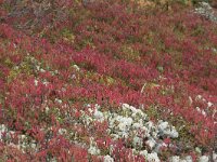 Vaccinium myrtillus 29, Blauwe bosbes, Saxifraga-Willem van Kruijsbergen