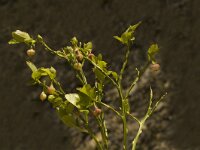 Vaccinium myrtillus 3, Blauwe bosbes, Saxifraga-Jan van der Straaten
