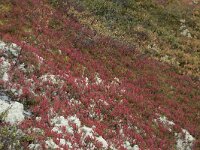 Vaccinium myrtillus 30, Blauwe bosbes, Saxifraga-Willem van Kruijsbergen