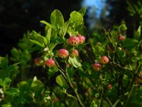Vaccinium myrtillus 31, Blauwe bosbes, Saxifraga-Ed Stikvoort