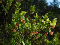 Vaccinium myrtillus 32, Blauwe bosbes, Saxifraga-Ed Stikvoort