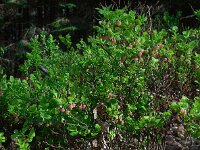 Vaccinium myrtillus 33, Blauwe bosbes, Saxifraga-Ed Stikvoort