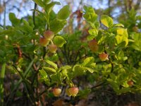 Vaccinium myrtillus 34, Blauwe bosbes, Saxifraga-Ed Stikvoort