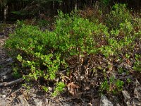 Vaccinium myrtillus 35, Blauwe bosbes, Saxifraga-Ed Stikvoort