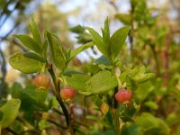 Vaccinium myrtillus 36, Blauwe bosbes, Saxifraga-Ed Stikvoort