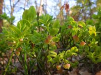 Vaccinium myrtillus 37, Blauwe bosbes, Saxifraga-Ed Stikvoort