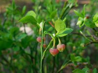 Vaccinium myrtillus 38, Blauwe bosbes, Saxifraga-Ed Stikvoort