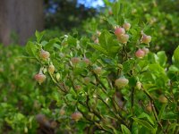 Vaccinium myrtillus 39, Blauwe bosbes, Saxifraga-Ed Stikvoort