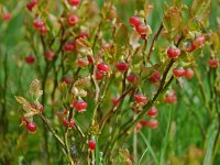 Vaccinium myrtillus 4, Blauwe bosbes, Saxifraga-Willem van Kruijsbergen