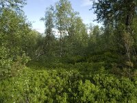 Vaccinium myrtillus 5, Blauwe bosbes, Saxifraga-Willem van Kruijsbergen