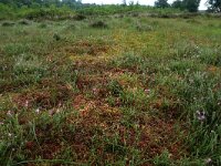 Vaccinium oxycoccos 11, Kleine veenbes, Saxifraga-Hans Boll