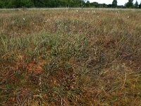 Vaccinium oxycoccos 12, Kleine veenbes, Saxifraga-Hans Boll