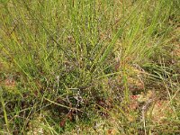 Vaccinium oxycoccos 14, Kleine veenbes, Saxifraga-Hans Boll