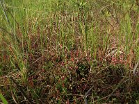 Vaccinium oxycoccos 19, Kleine veenbes, Saxifraga-Hans Boll